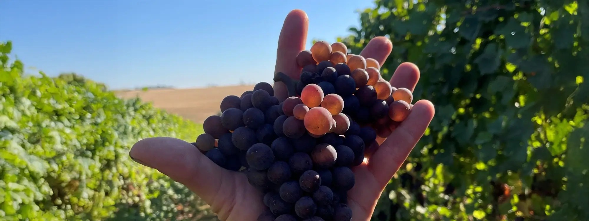 acrobat wines hero our vineyards rev 2