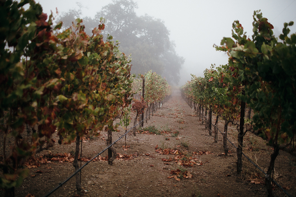 vineyards banner