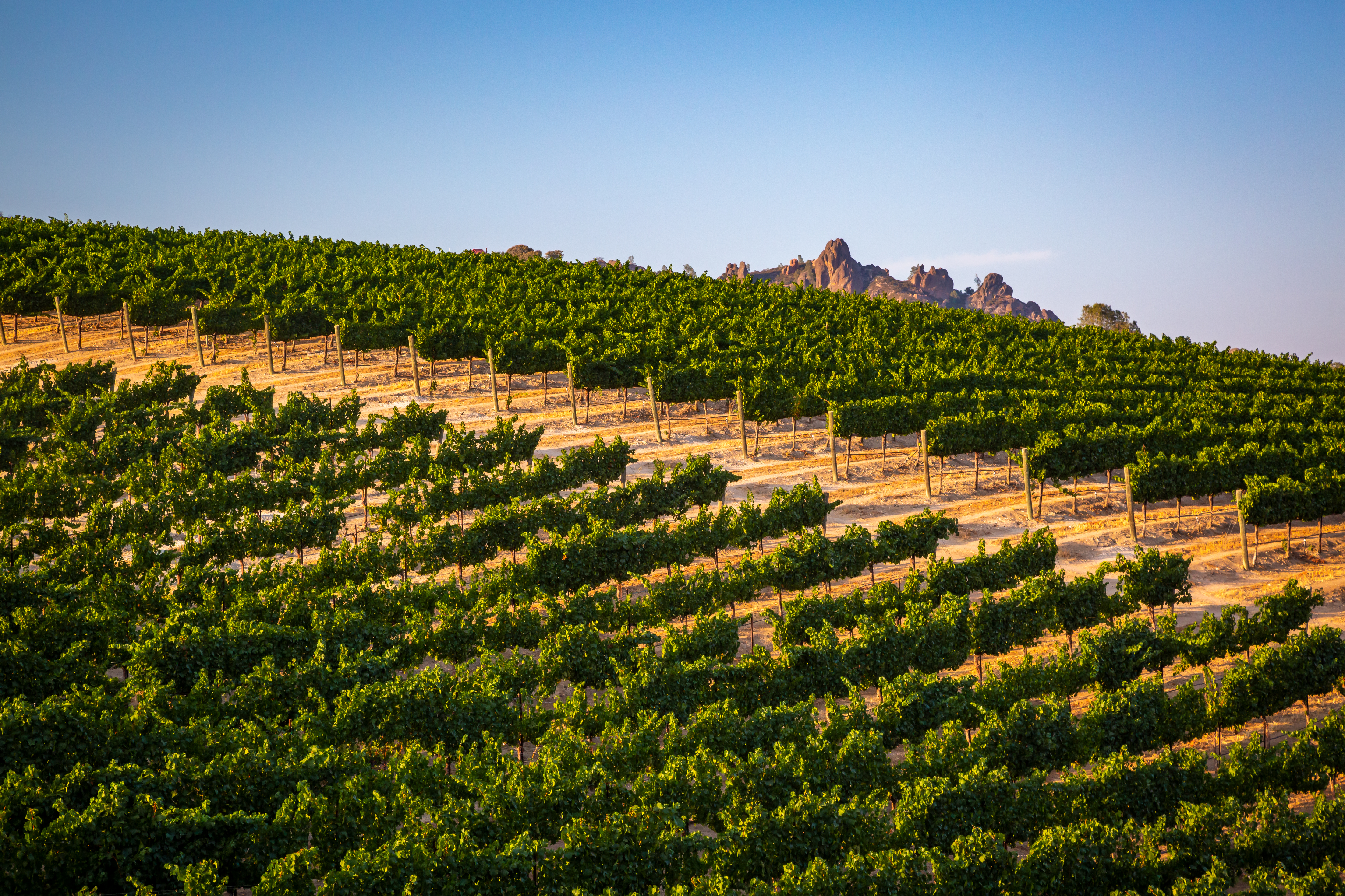 Chalone Vineyards Pinnacles National Park 210729 79 Vista Vineyard Pinnacles