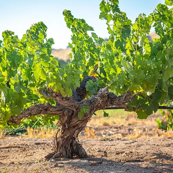 chalone vineyard milestone 1919