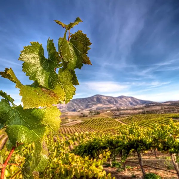 chalone vineyard milestone 1982