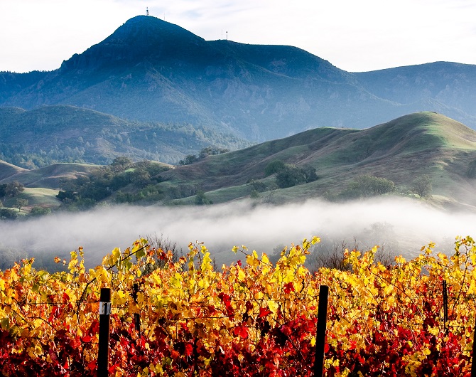 St Helena with vineyards 670x530