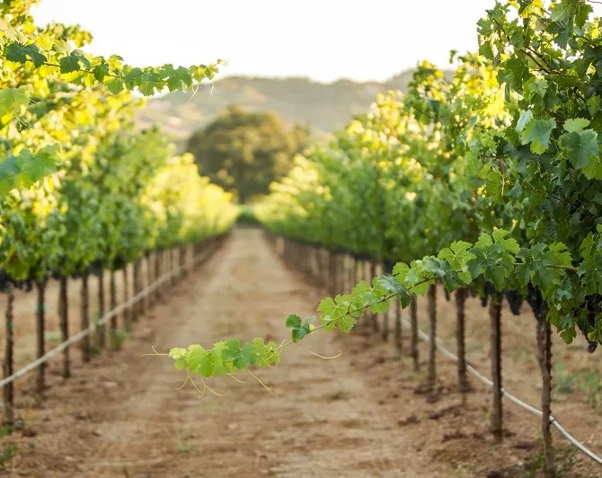 chateau st jean estates csj estate vineyard