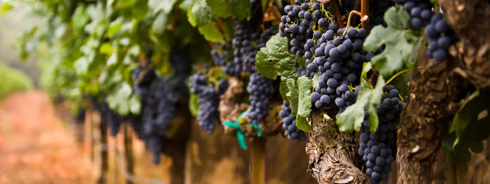 chateau st jean hero winemaking