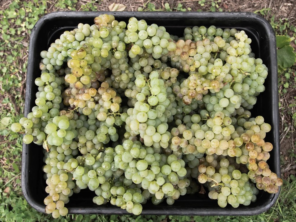 Grapes