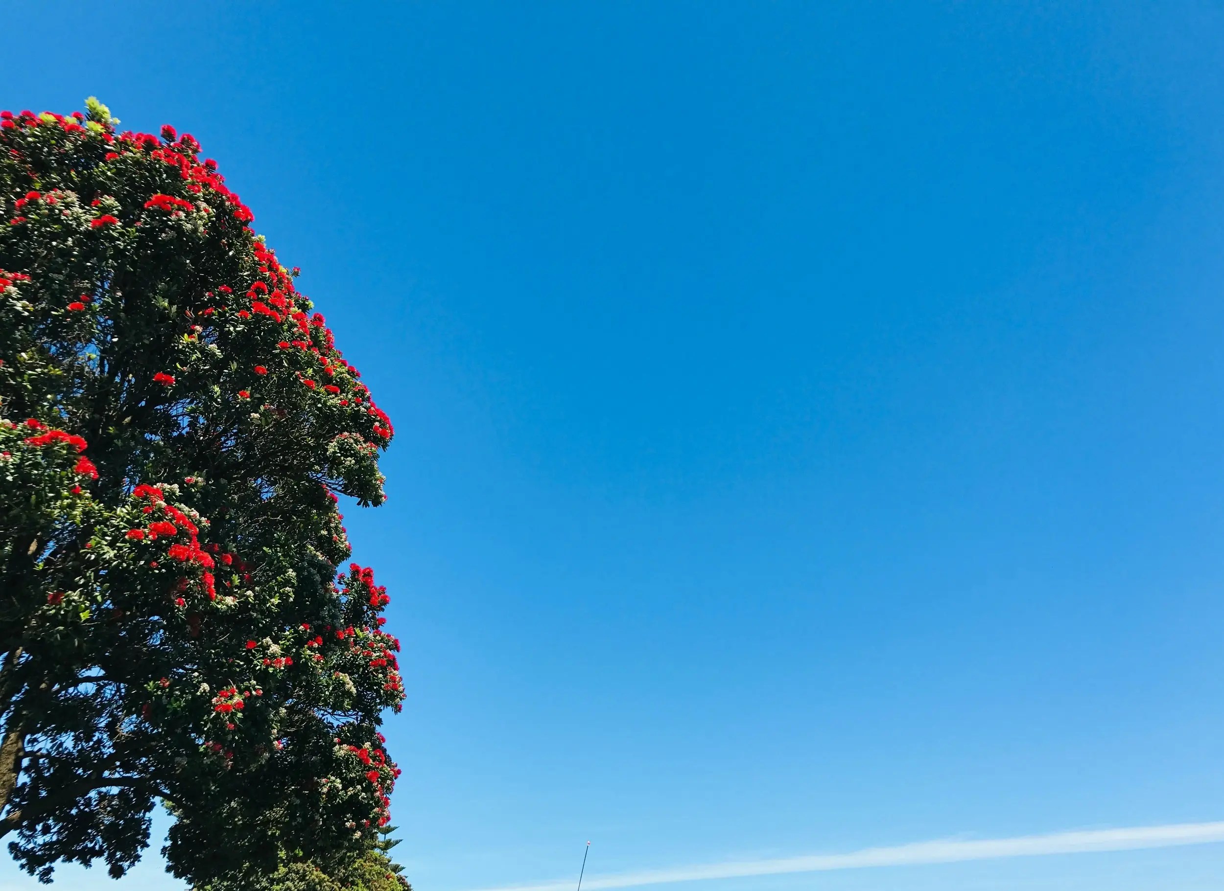 Pohutakawa Tree