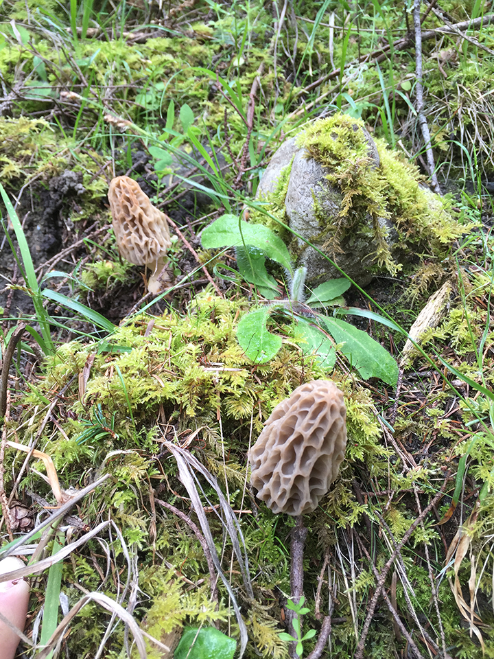 morel mushroom