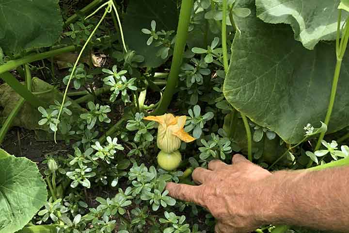 chalk hill garden squash 2