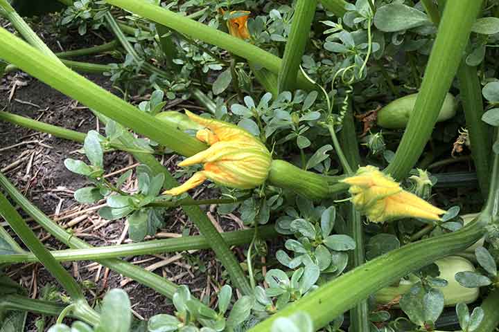 chalk hill garden squash 3