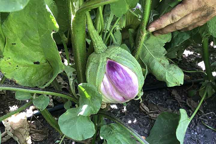 chalk hill garden summer 16