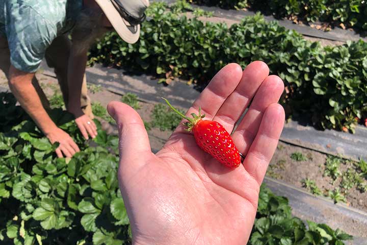 chalk hill strawberries 4