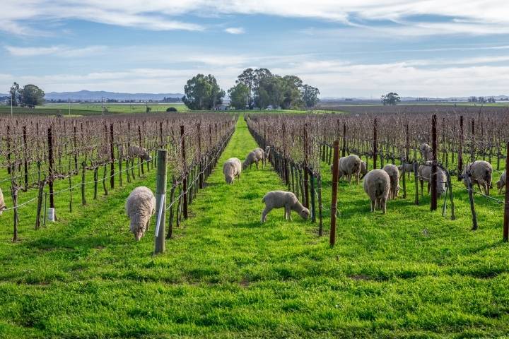 ffws sonoma county wine month