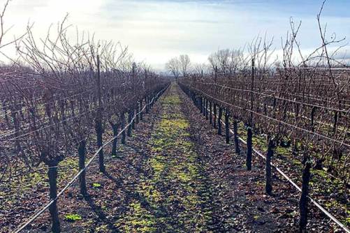 ffws winter vines