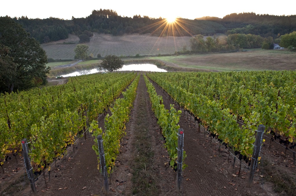 Four Grace's Doe Ridge vineyard, Dundee Hills, Willamette Valley, Oregon