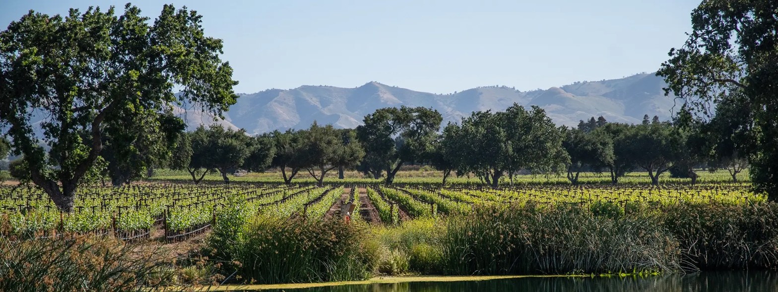 firestone vineyard hero our story visit us vineyards