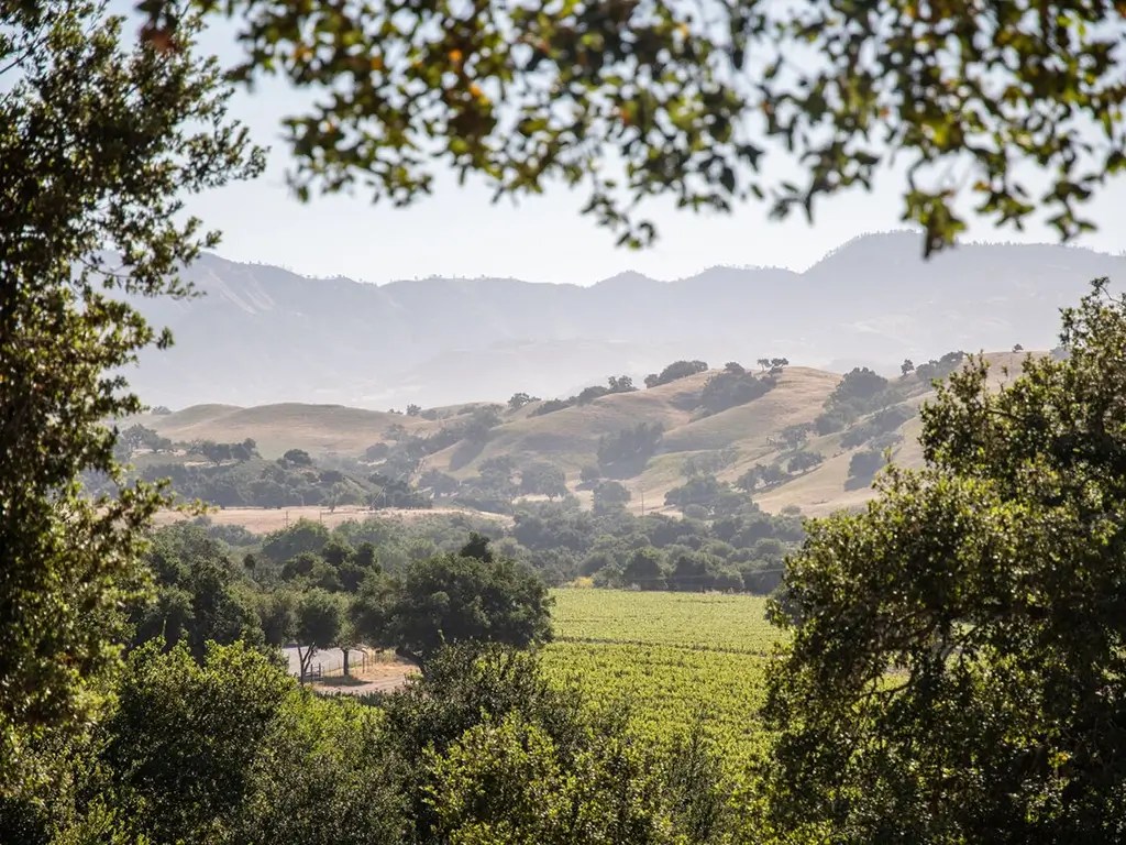 firestone vineyard panel our story santa ynez valley wine