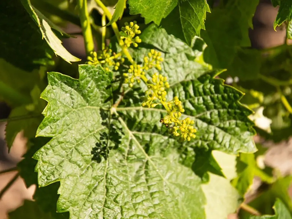firestone vineyard panel vineyards history