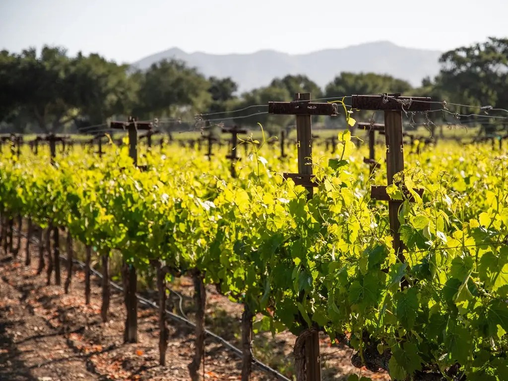 firestone vineyard panel vineyards sustainability