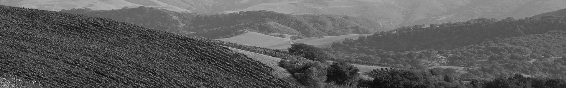 Vineyard hero 1920x300 1