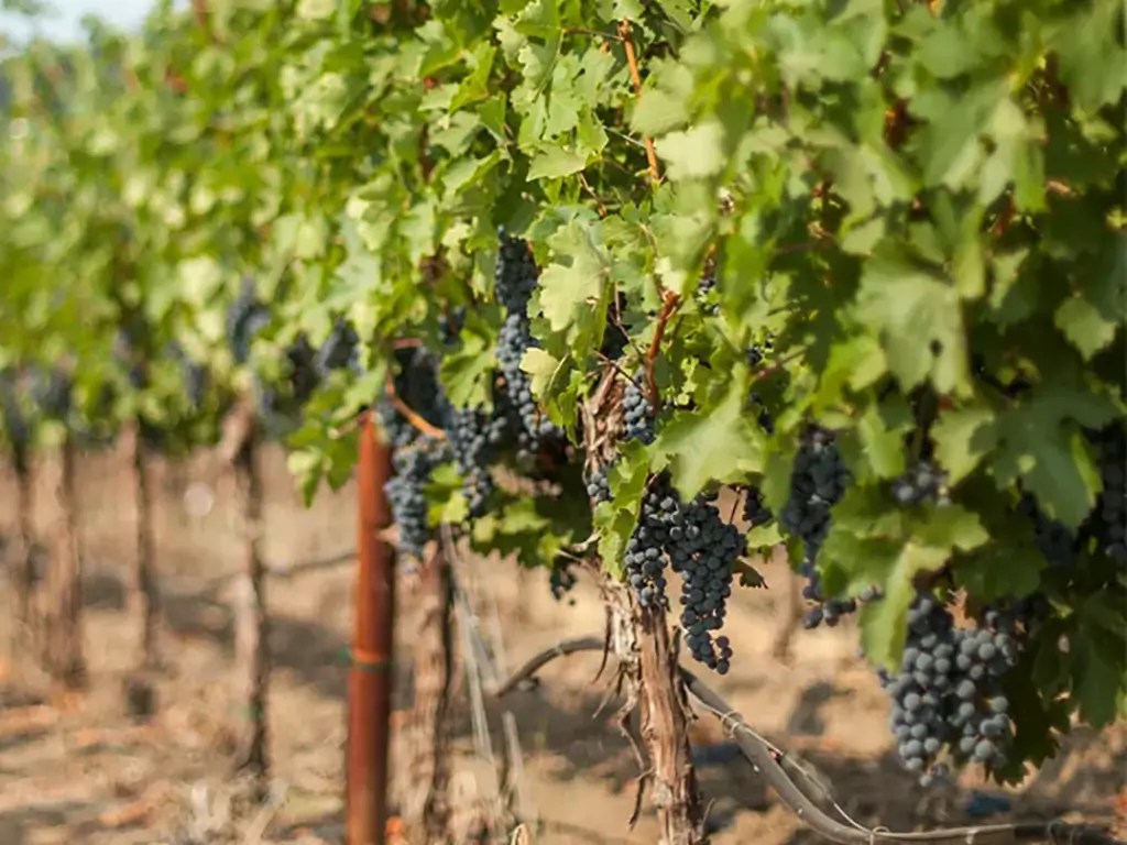 foley johnson estates peral vineyard