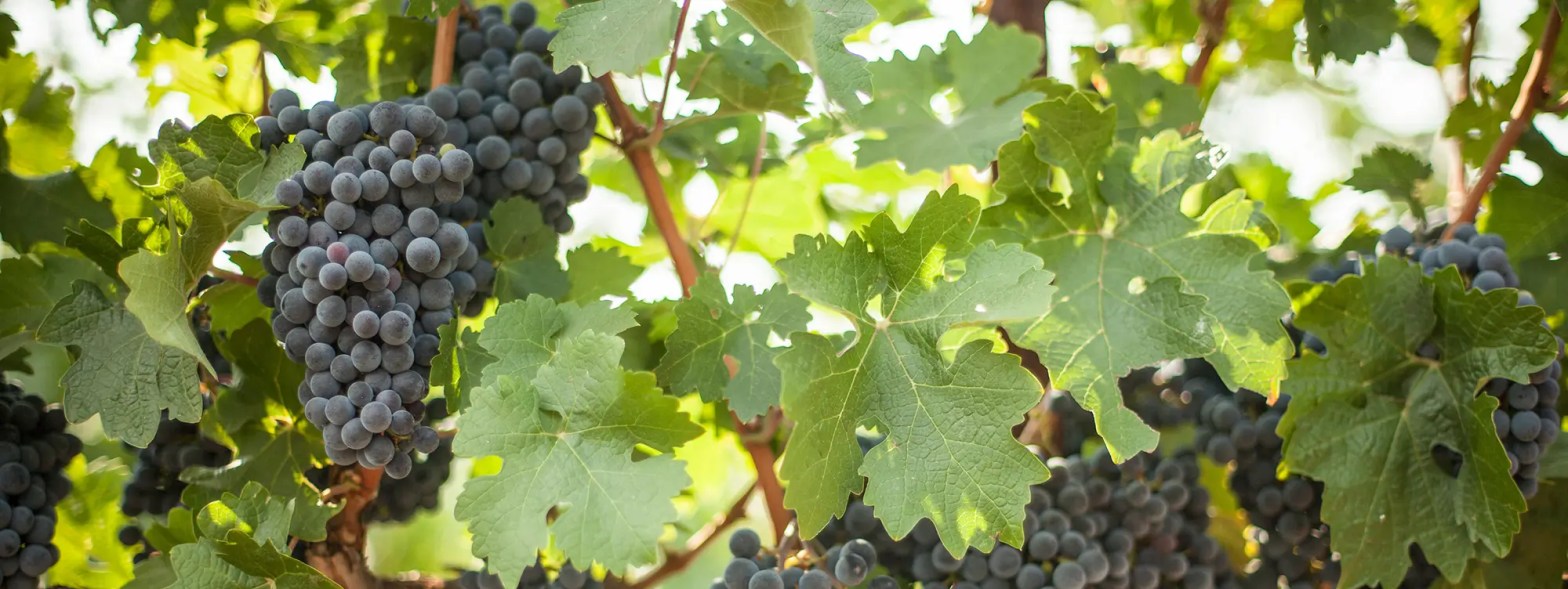 foley johnson hero our vineyards
