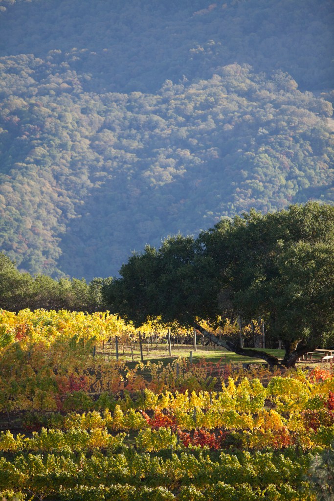 Kuleto Estate Vineyard Vertical