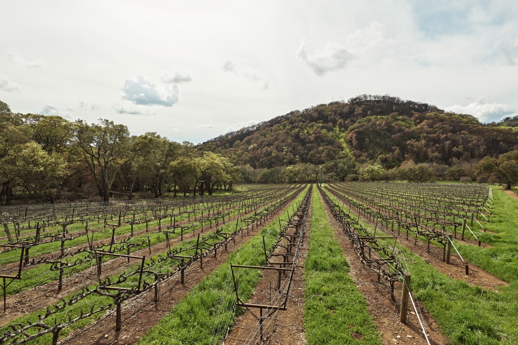 Soda Creek Ranch Napa Valley Winter Vines Photo HR