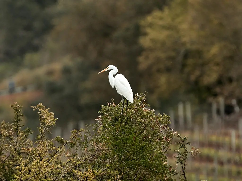 silverado panel sustainability habitat preservation egret