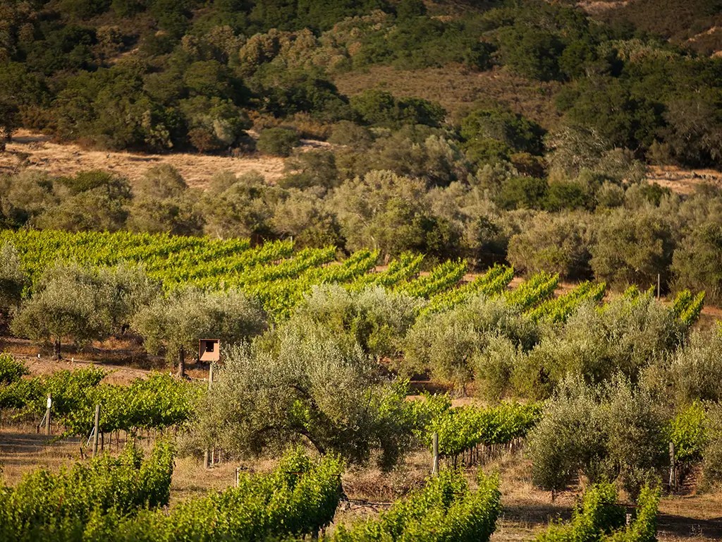 silverado estates borreo ranch