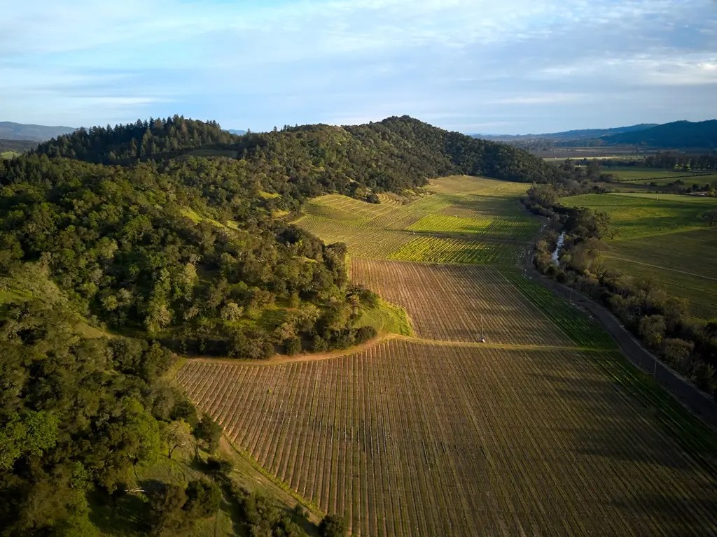 Silverado Vineyard