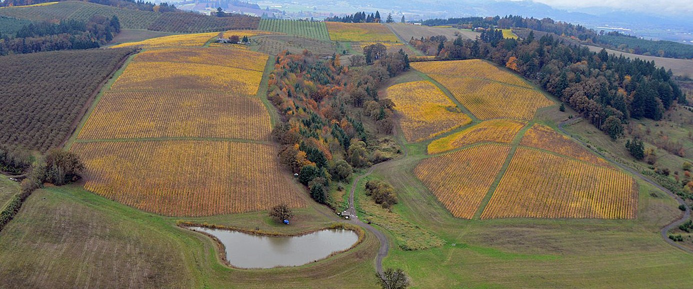 Doe Ridge Vineyard 2012 aerial photo