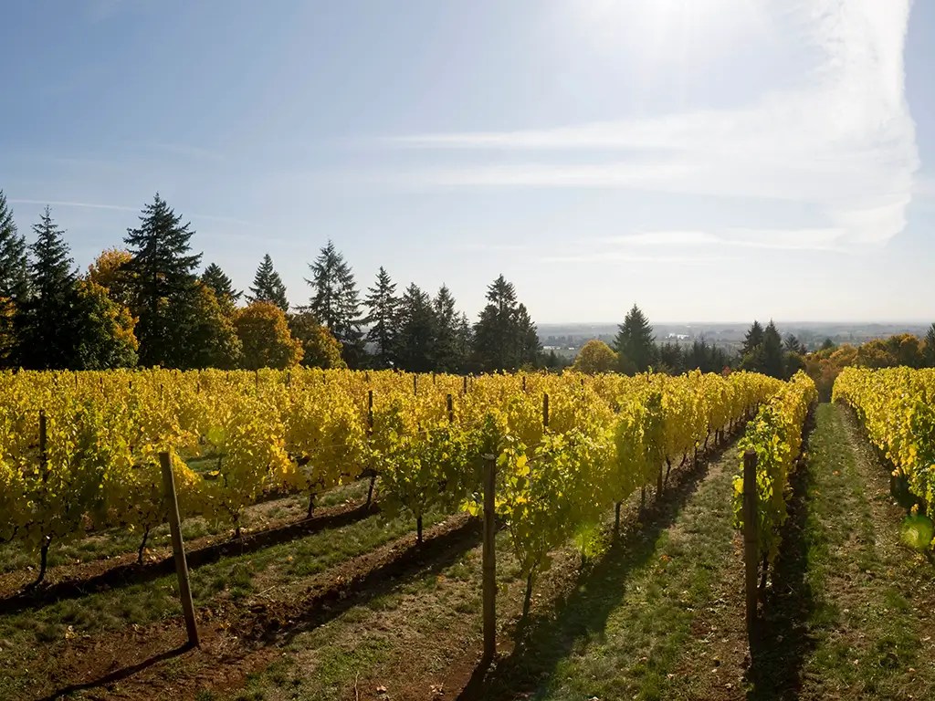 Vineyards - Black Walnut