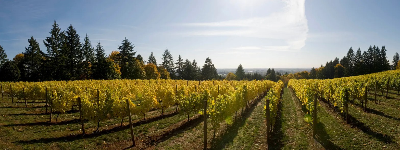 the four graces hero our vineyards