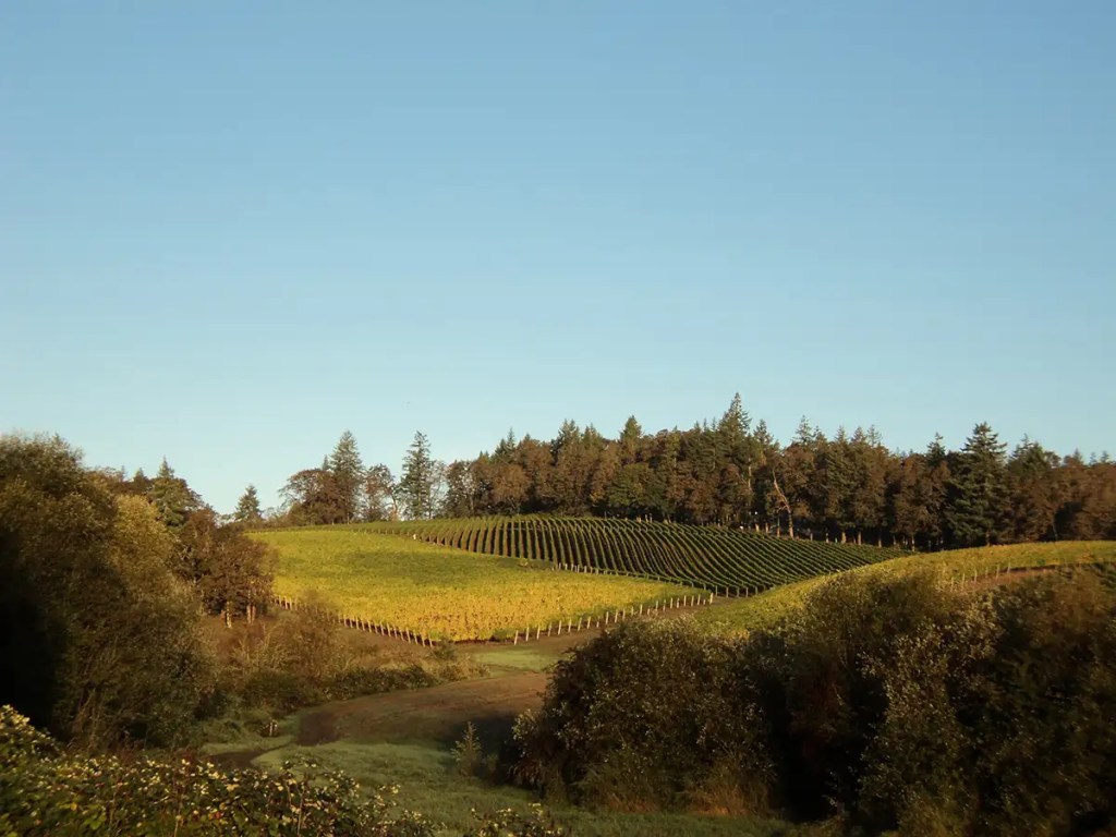 Vineyards - Doe Ridge