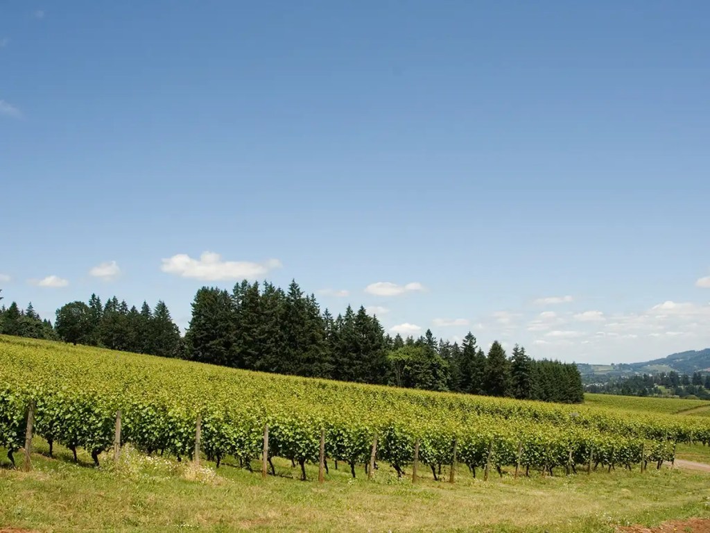 Vineyards - Foley Family