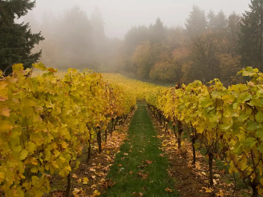 Vineyards - Weathergage