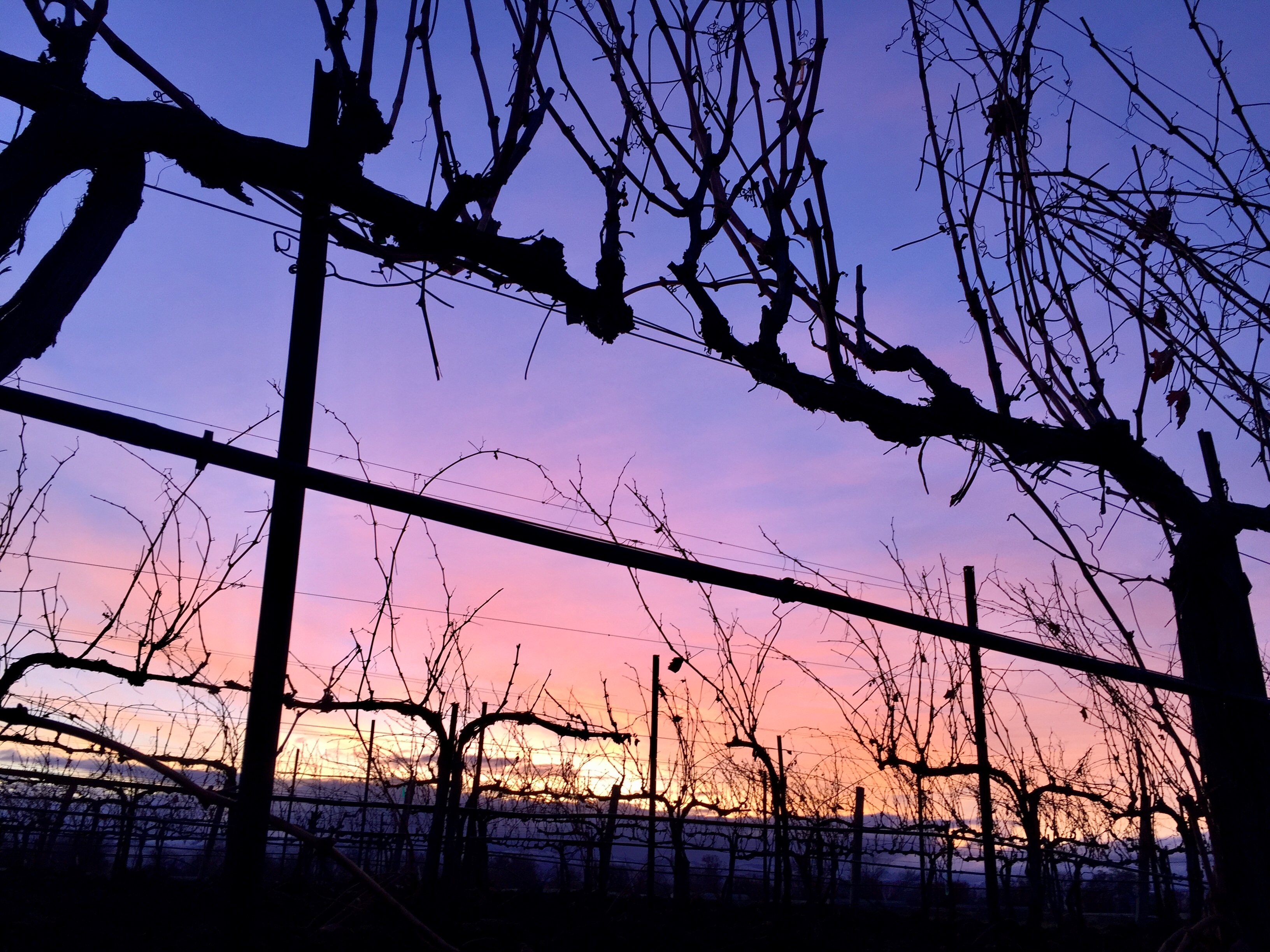 Sunset thru vines 2 estate 2017