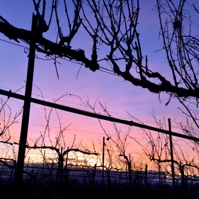 Sunset thru vines 2 estate 2017