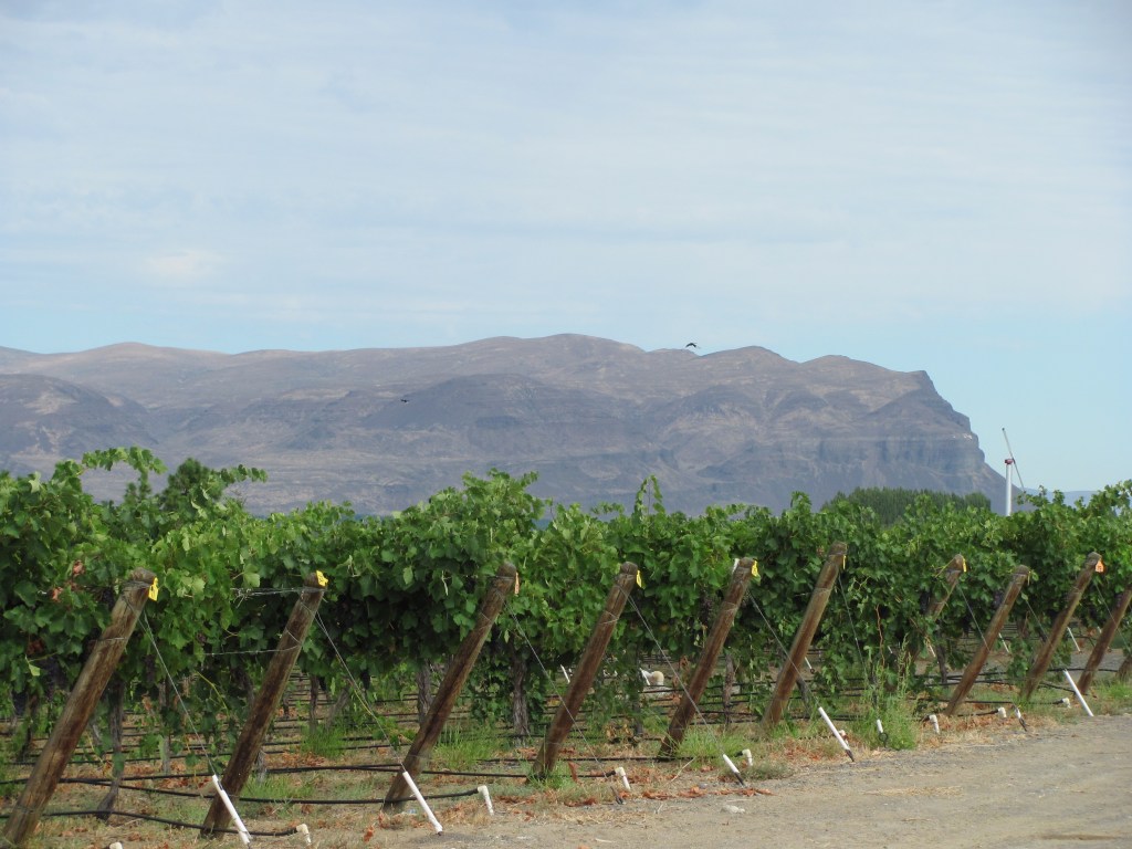 Vineyards Wahluke